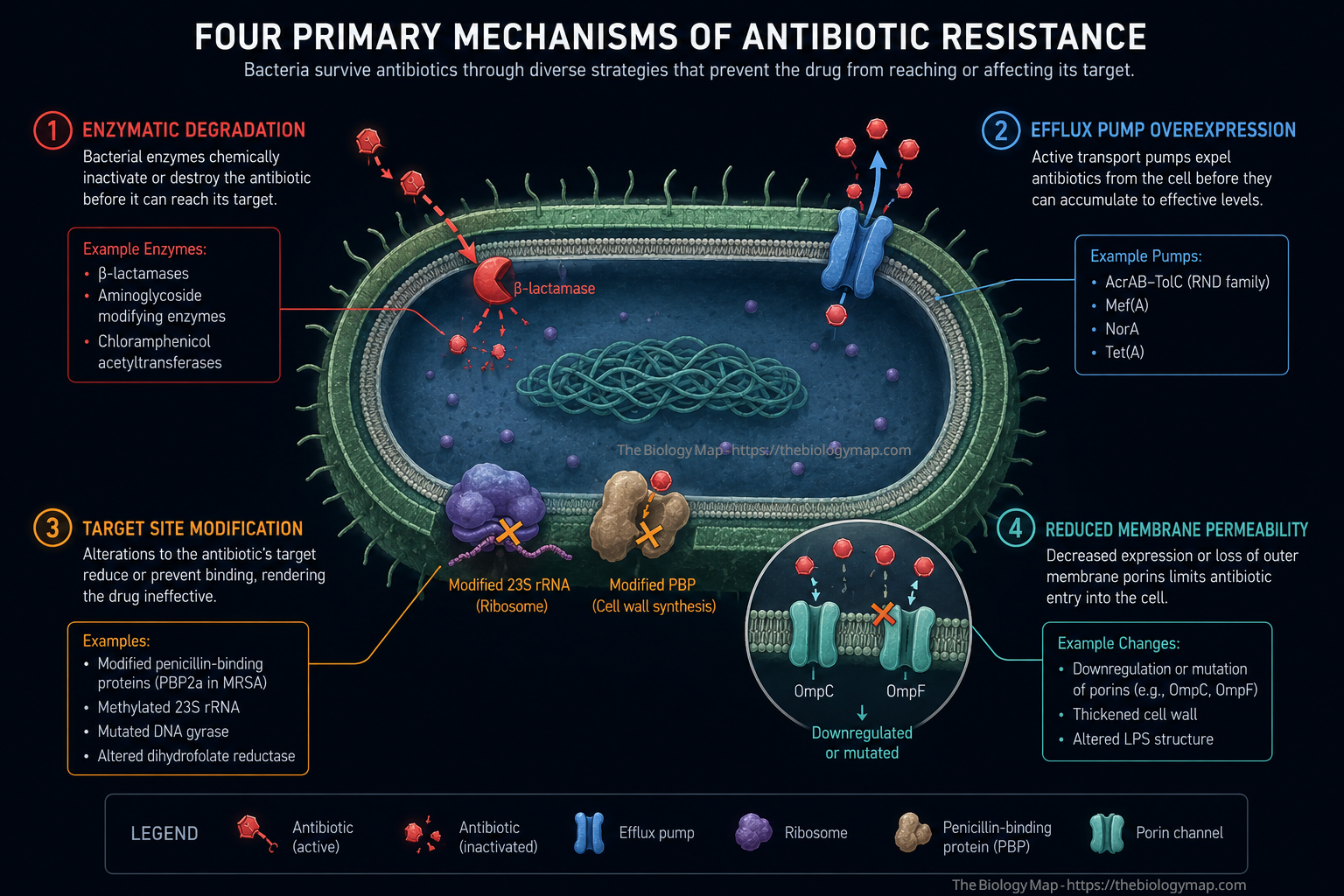The four primary biochemical mechanisms of antibiotic resistance in bacterial cells. Enzymatic degradation (red) cleaves the antibiotic before it reaches its target; efflux pump overexpression (blue) actively expels the drug; target site modification (amber) prevents antibiotic binding to key cellular machinery such as ribosomes or penicillin-binding proteins; and reduced membrane permeability (teal) limits drug entry by downregulating porins such as OmpC and OmpF.
