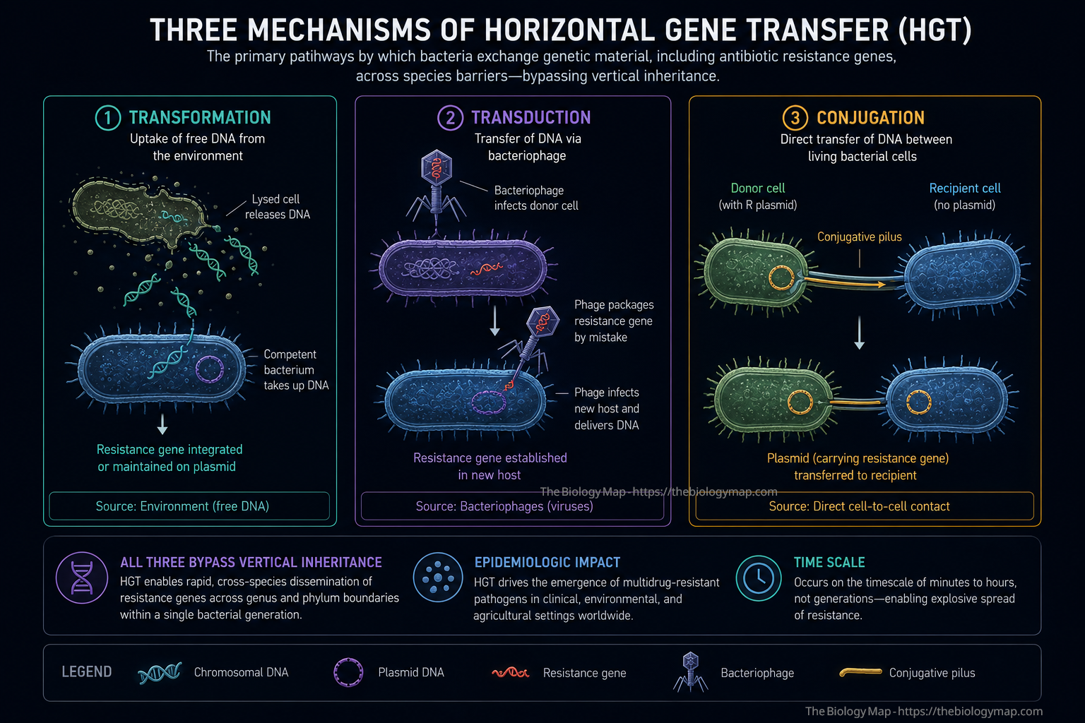The three mechanisms of horizontal gene transfer (HGT) responsible for inter-species resistance gene dissemination. Transformation involves uptake of free environmental DNA from lysed cells; transduction uses bacteriophage as vehicles for resistance gene delivery; conjugation, the most epidemiologically significant mechanism, transfers resistance plasmids directly between live cells through a pilus structure. All three bypass vertical inheritance, enabling resistance to spread across genus and phylum boundaries within a single bacterial generation.